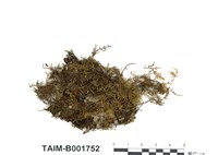 藏品(毛尖羽苔)的圖片